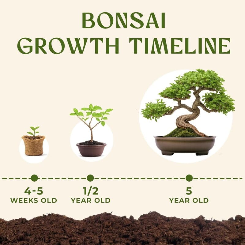itoolmax 6 in 1 bonsai kit for beginners timeline