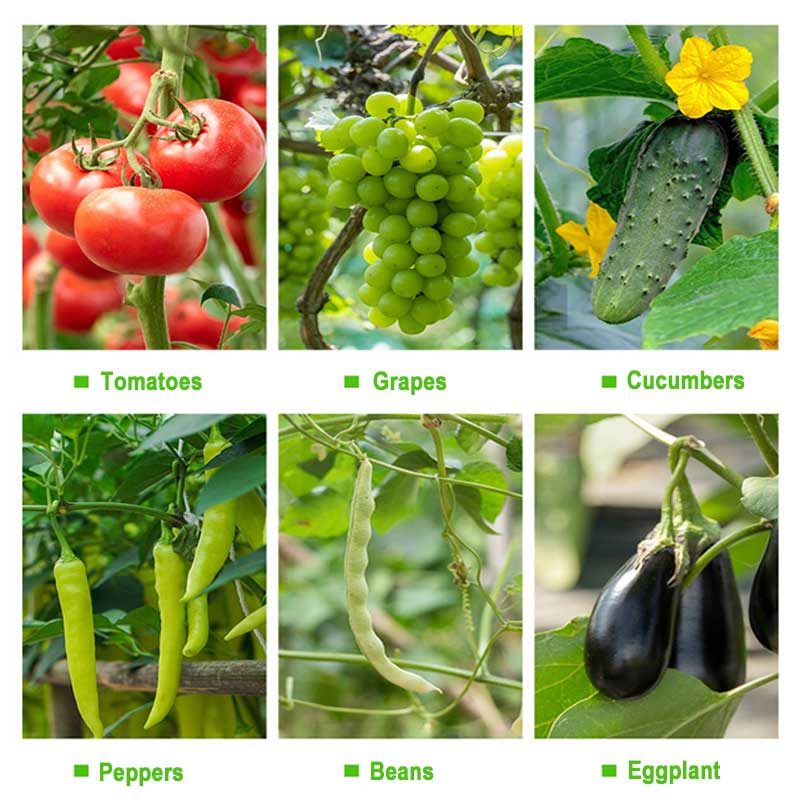 Suitable for bundling of stem plants and vine branches of crops. Perfect used in greenhouses, vineyards, orchards, nurseries, farm and so on.